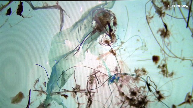 Gli effetti delle microplastiche sulla salute dell'uomo e della vita marina