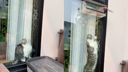 'Pesky cat's plan to catch a bird MISFIRES BIG TIME '