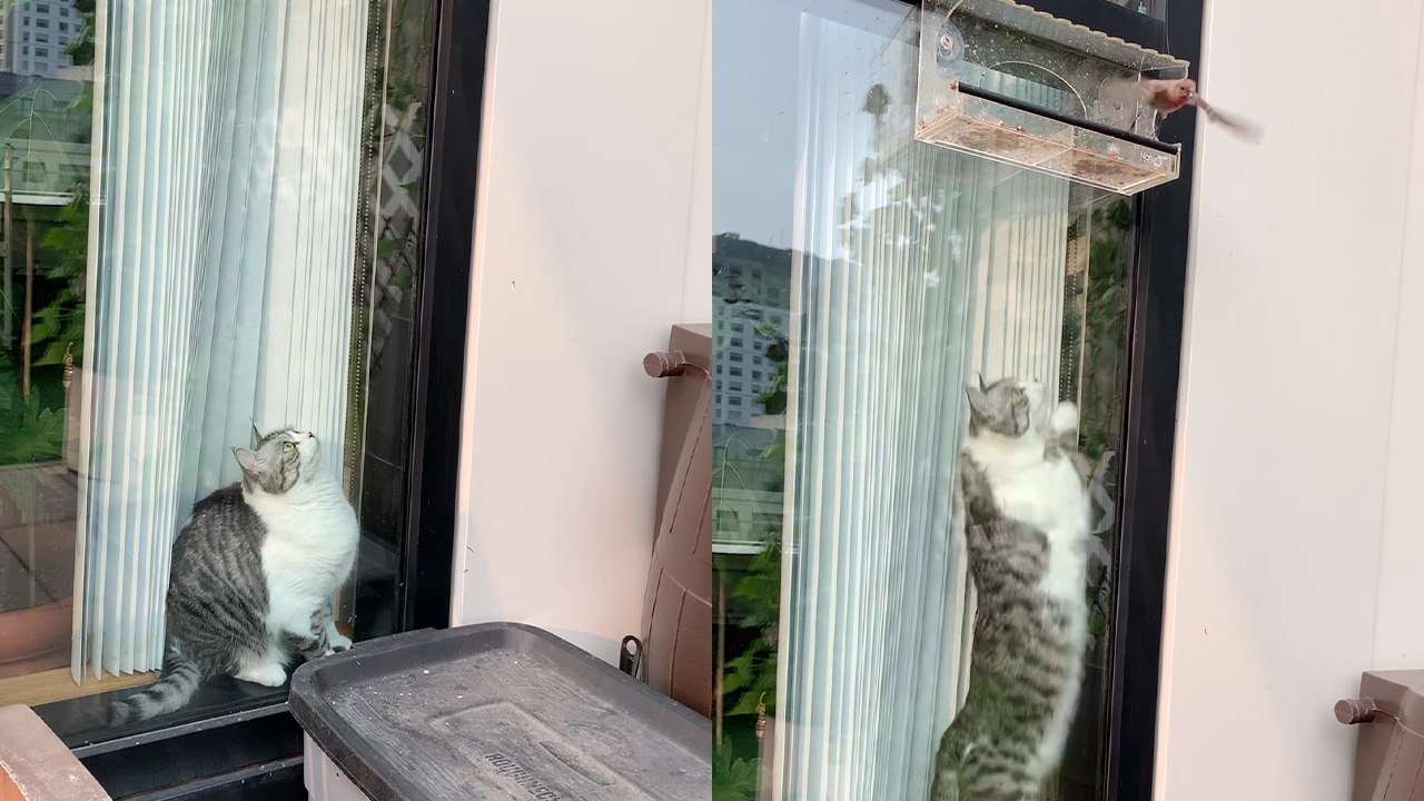'Pesky cat's plan to catch a bird MISFIRES BIG TIME '