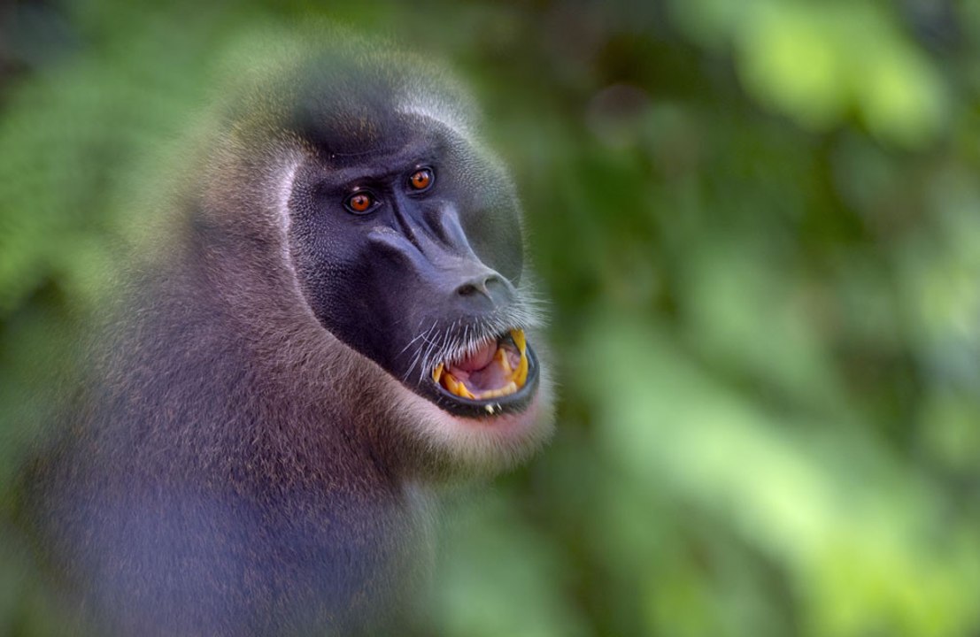 South African Navy fires paintball guns at thieving baboons
