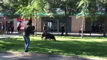Atrapan a dos crías de jabalí con una cerbatana tras perseguirlas por Barcelona