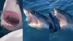 Une famille australienne attaquée par un grand requin blanc a vécu une scène digne des « Dents de la mer »