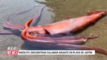INSÓLITO: ENCUENTRAN CALAMAR GIGANTE EN PLAYA DE JAPÓN