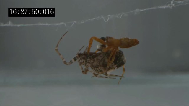 Comment les araignées mâles se catapultent pour fuir les femelles après l'accouplement ?