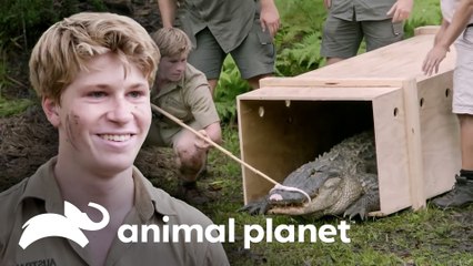 Momentos em que Robert seguiu os passos de seu pai | A Família Irwin | Animal Planet Brasil