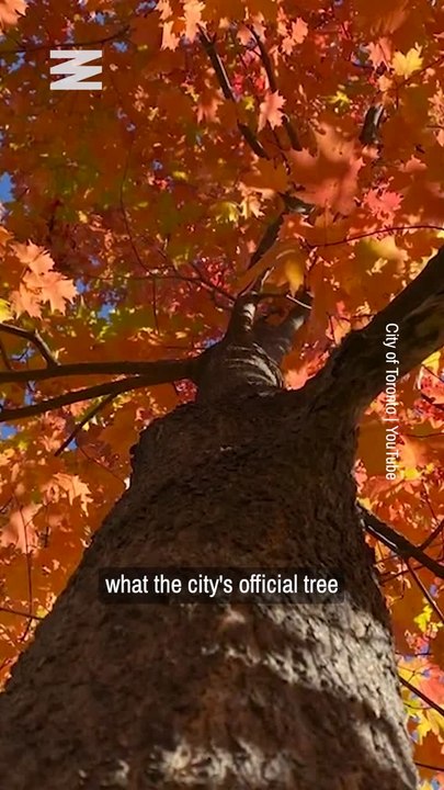 How You Can Vote For Toronto’s Official Tree