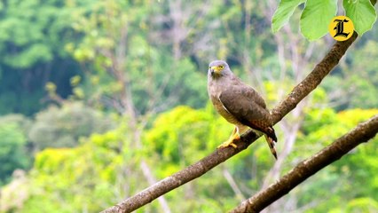 Descargar video: Especies endémicas en peligro crítico en República Dominicana