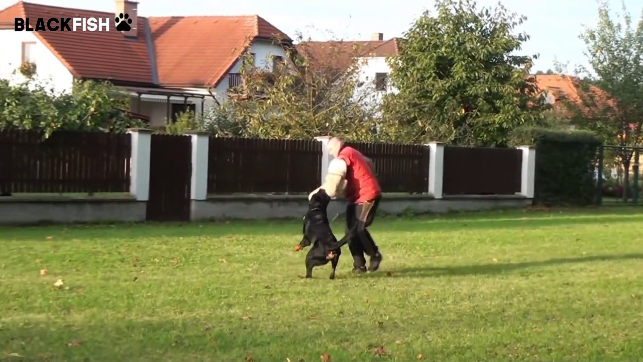 The POWER of the ROTTWEILER