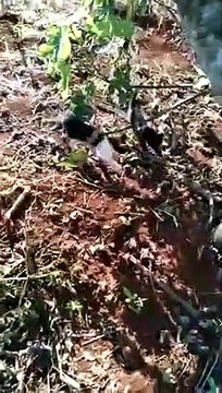 Borrazópolis registra caso de maus tratos contra animais