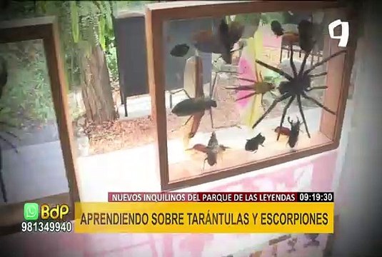 Aprendo jugando : propuesta te invita a conocer tarántulas y escorpiones del Parque de las Leyendas