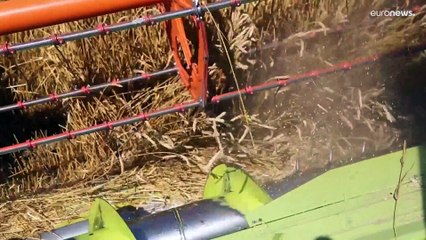 El trigo autóctono de Georgia vuelve a crecer en los campos abonado por la crisis de cereales