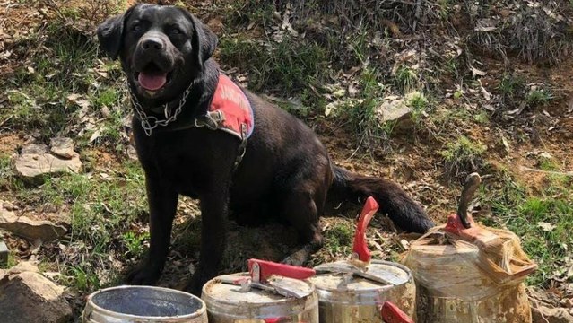 Bingöl’de 4 düdüklü tenceredeki 80 kilo EYP imha edildi