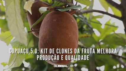 Cupuaçu 5.0: kit de clones da fruta melhora produção e qualidade