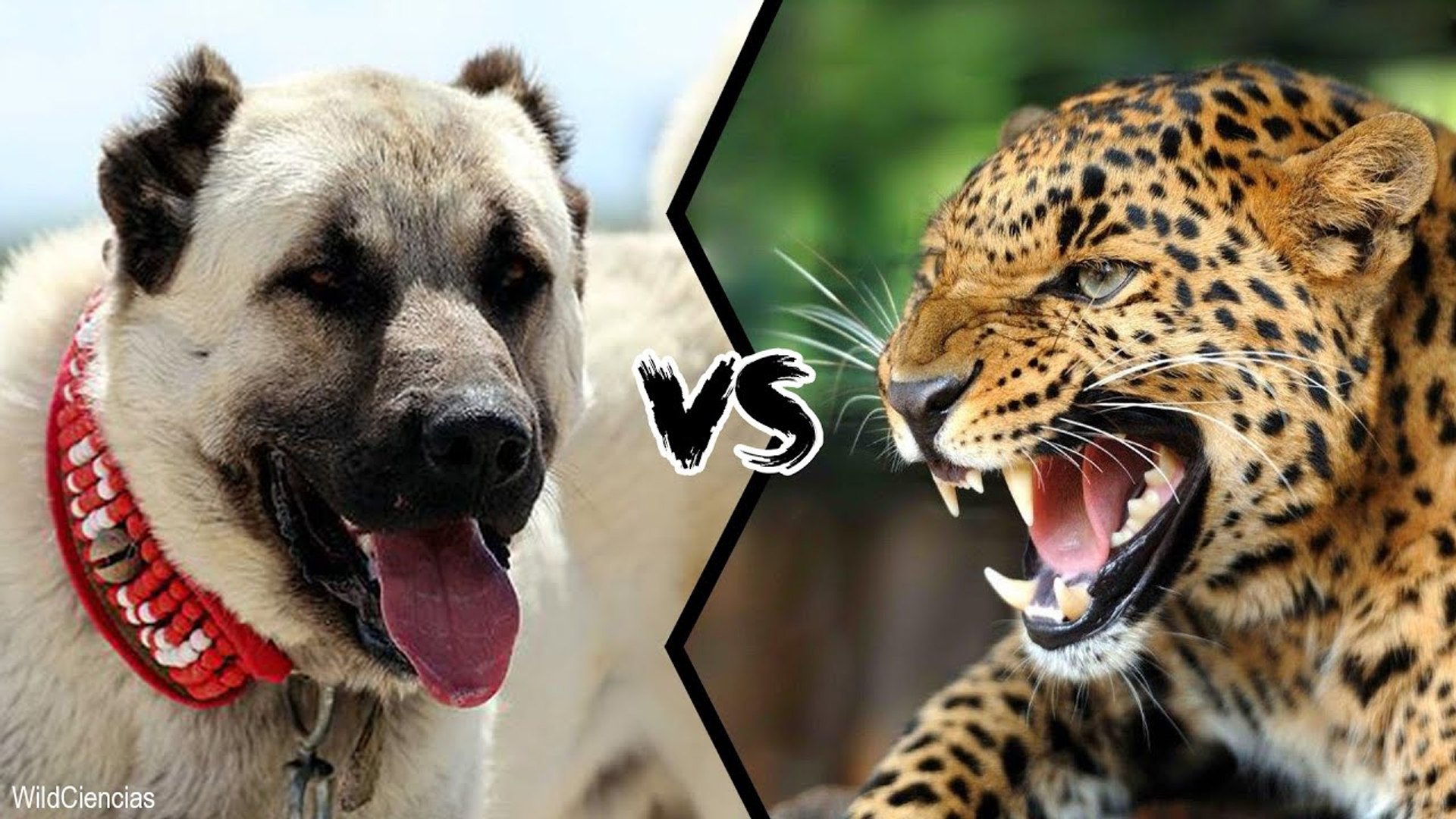 Who would win in a fight between a KANGAL and a LEOPARD? - video Dailymotion