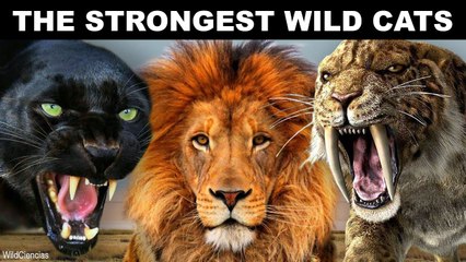 The 10 Most Powerful Wild Cats in History
