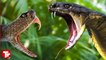 Who will win the confrontation between a king cobra and a python?
