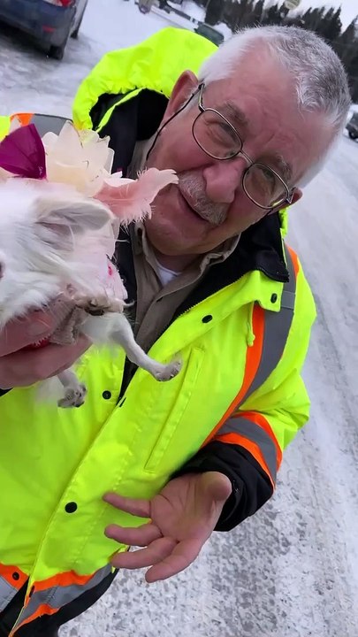 Tiny Dog in Cute Outfit has a Big Attitude