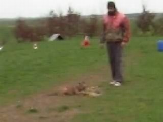 mordant 'cométe dix semaines ' (vita X scorpion)