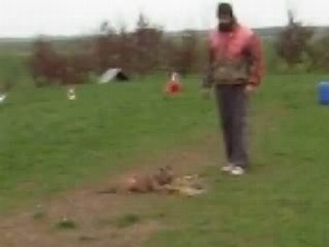 mordant 'cométe dix semaines ' (vita X scorpion)