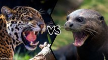 WHO WOULD WIN IN A FIGHT BETWEEN A JAGUAR AND A GIANT OTTER?