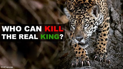 , you will not believe that There Are 5 Animals That Can Defeat A Jaguar