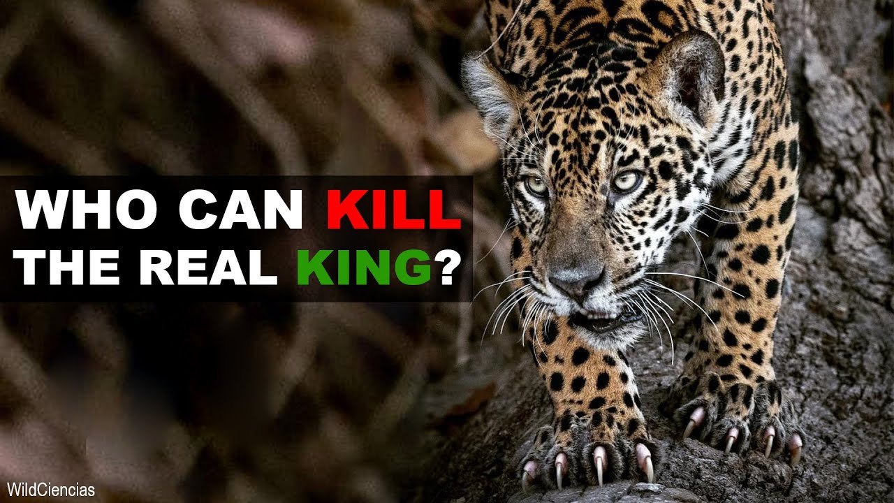 , you will not believe that There Are 5 Animals That Can Defeat A Jaguar