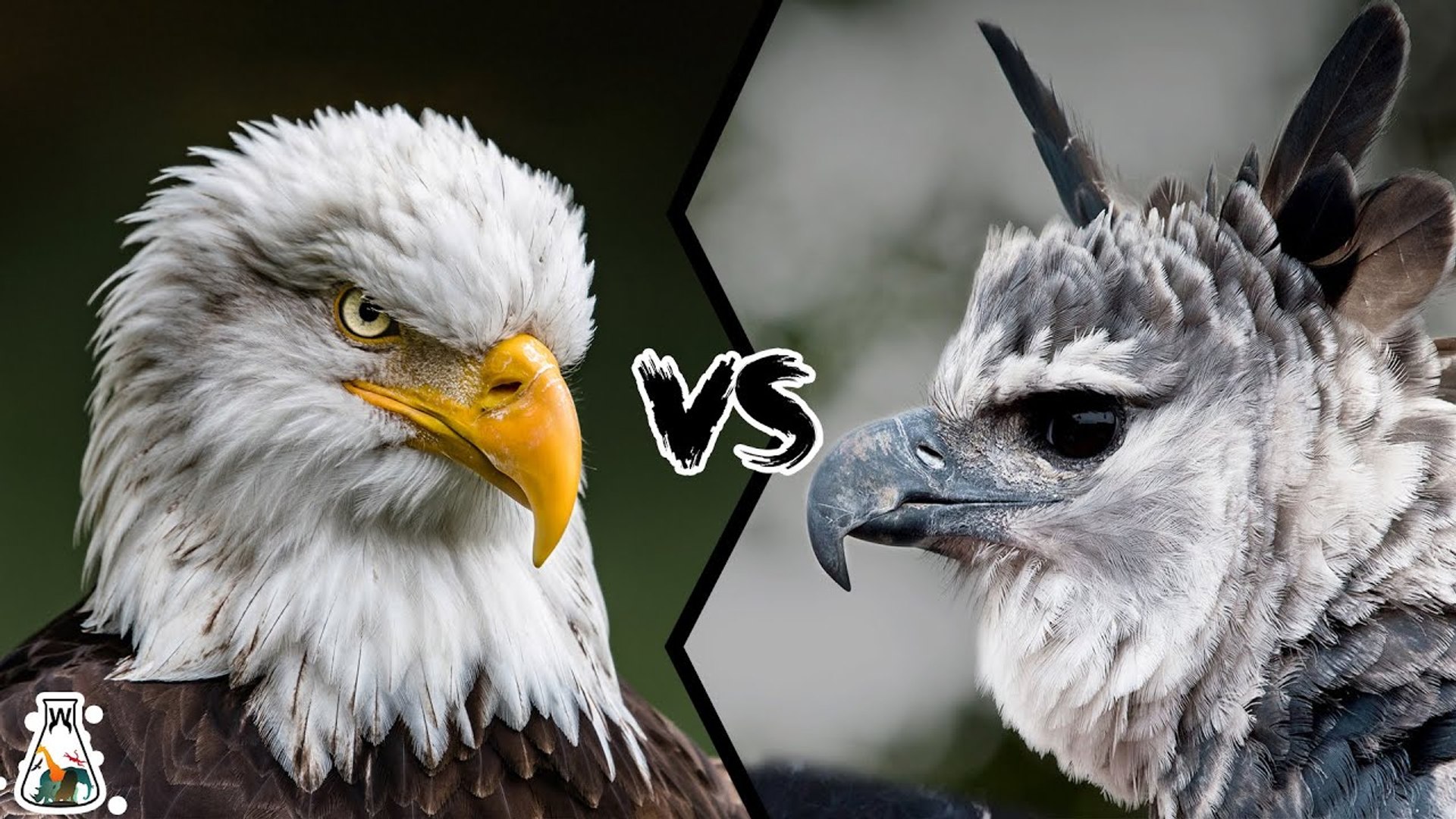 Which is more powerful: the BALD EAGLE or the HARPY EAGLE?