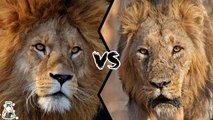 Which is the strongest: the African Lion or the Asian Lion?