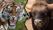 Who will win in a fight between a Bengal Tiger and an Indian Gaur?