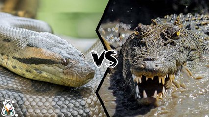 Who is the King of the Reptiles? ANACONDA VS CROCODILE