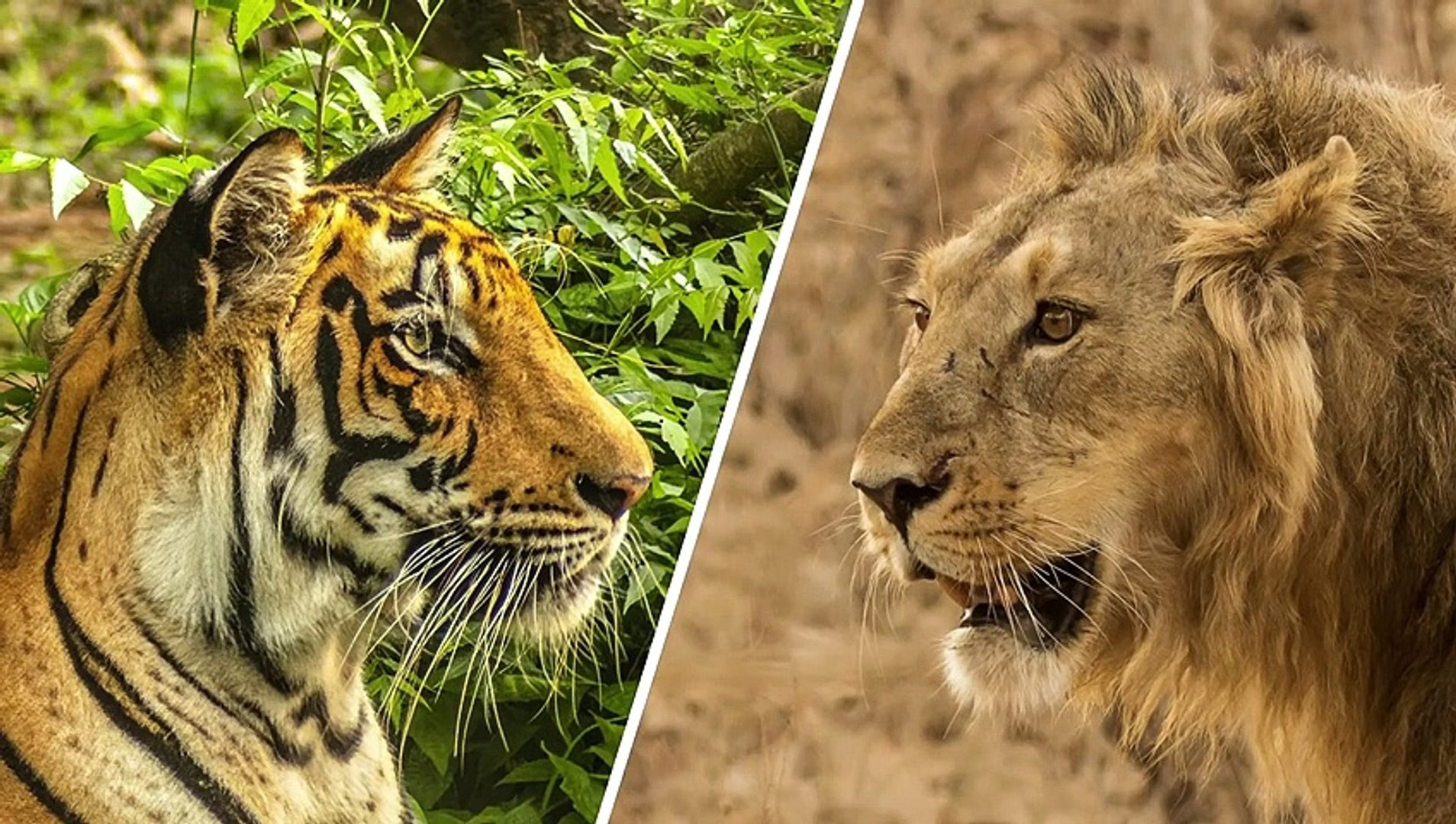 🐅 Bengal Tiger vs 🦁 African Lion: See Who Wins