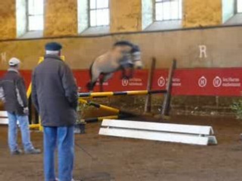 Etalons Poney Haras du PIn Mars 2008 SUULATIK'S VERSAGE 2