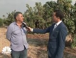 مزارع دينا المصرية تسعى لزيادة الرقعة المزروعة بمعدل 500 فدان سنويا