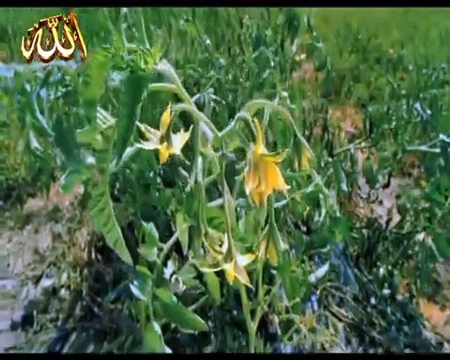 النحل من آيات الله : شاهد أحواله وأعماله وعجائبه /Bees are among the signs of God: witness its conditions, deeds and wonders