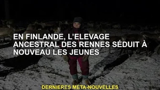 En Finlande, l'élevage ancestral de rennes attire à nouveau les jeunes