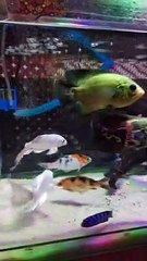 PREDATOR FISH VS KOI FISH