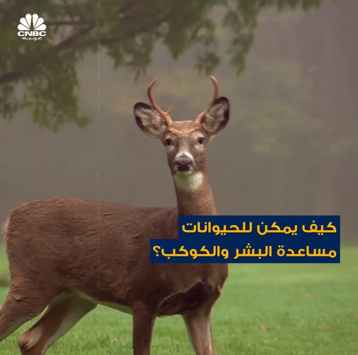 بعض المزارعين في الصين واليابان وإيران يستخدمون البط عوضاً عن المبيدات الحشرية في الزراعة.. لكن ما الفائدة من ذلك؟