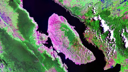 What If You Met All Your Ancestors from 385 Million Years Back?