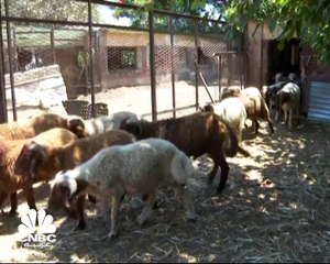 ارتفاع أسعار الأضحية بمصر بنحو 5 إلى 8 جنيهات للكيلو القائم