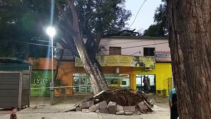 árbol caído en Avenida San Martín y Coronel Plaza de la Ciudad de Mendoza