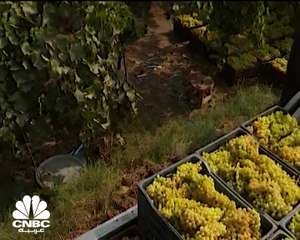 العنب من أكثر محاصيل الفاكهة انتشارا في مصر