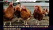 First Human Case of H3N8 Bird Flu Detected in China - 1breakingnews.com