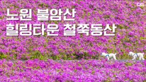 랜선여행 노원 불암산 힐링타운 철쭉동산(Azalea garden) / 디따