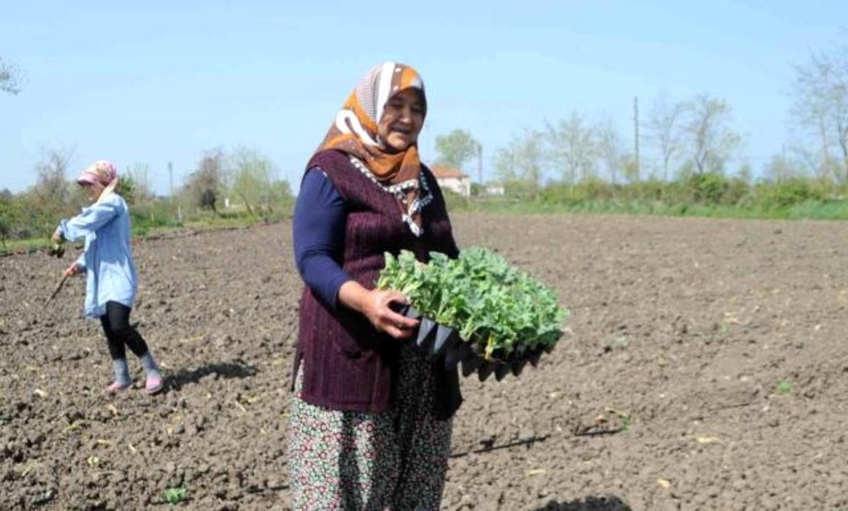 Bafra Ovası'nda karpuz fideleri toprakla buluştu