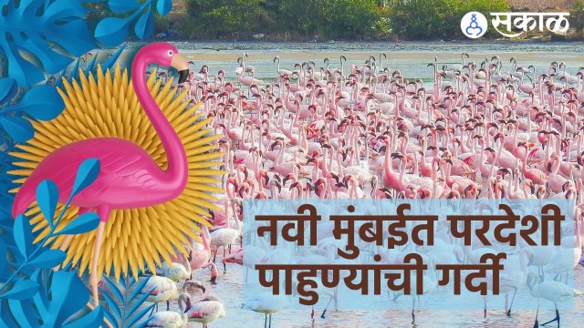 Navi Mumbai | फ्लेमिंगो, सीगलसह इतर अनेक स्थलांतरित पक्षांची नवी मुंबई परिसरात हजेरी | Sakal |