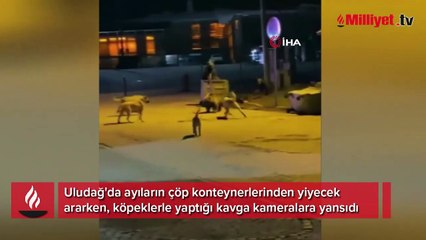 Uludağ’da yemek aramaya inen ayıların köpek sürüsü ile kavgası kamerada