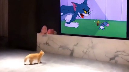 Çizgi filmi kabusa dönen yavru kedinin o anları!