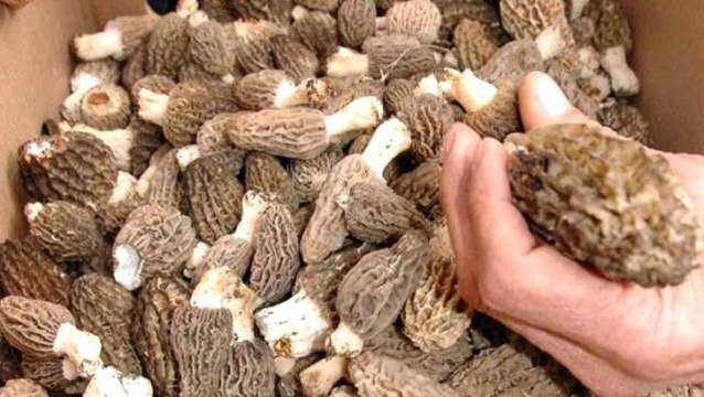 Köylünün geçim kaynağı oldu! Kilosu 300 lira, günlük 3 bin lira kazanan var