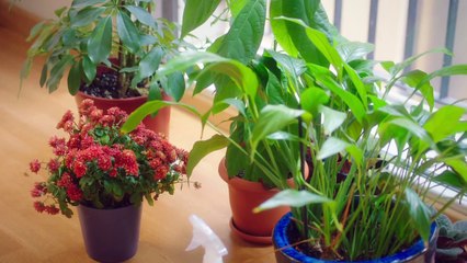 Stiletto Vendetta - Capítulo 16 - Audio Español | Ufak Tefek Cinayetler