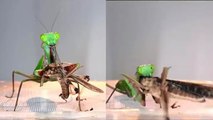 'RUTHLESS, GIGANTIC praying mantis COMPLETELY OBLITERATES its prey *TIMELAPSE*'